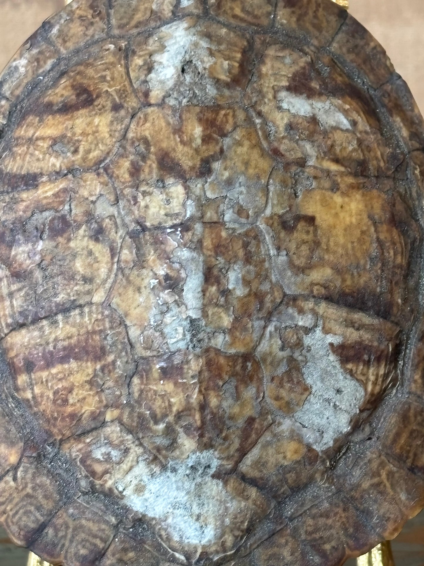 Early Real Tortoise Shell Specimen