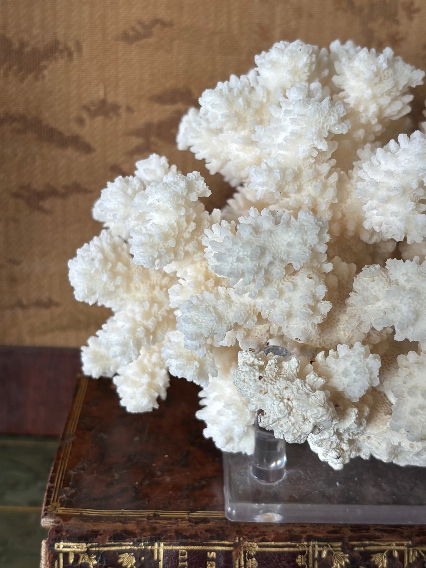 Natural White Coral on Acrylic Stand