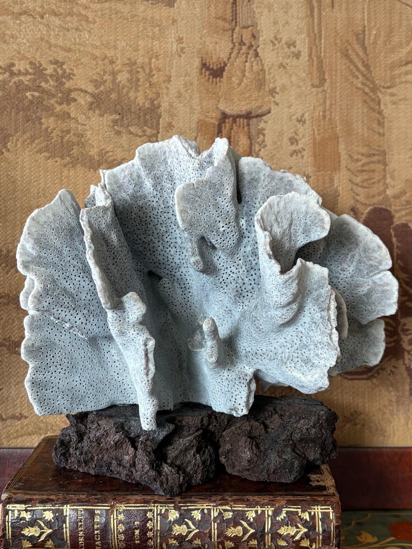 Large Natural Blue Coral on Lava Rock Basalt Base