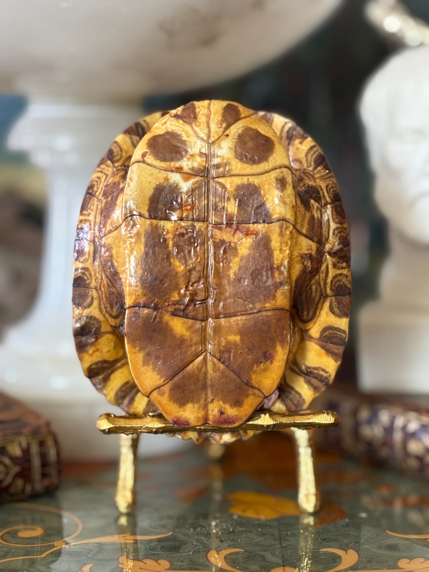 Early Real Tortoise Shell Specimen