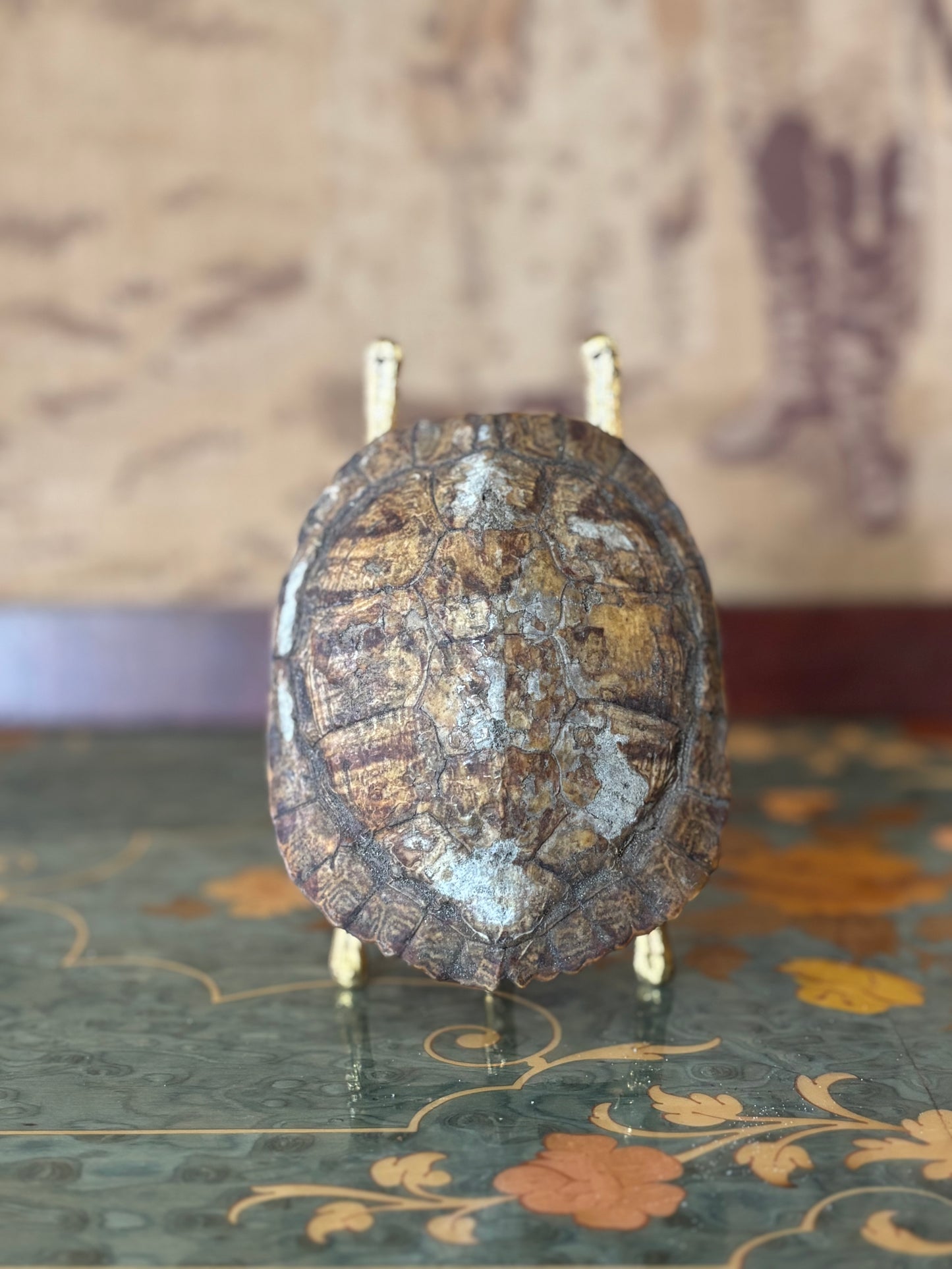 Early Real Tortoise Shell Specimen