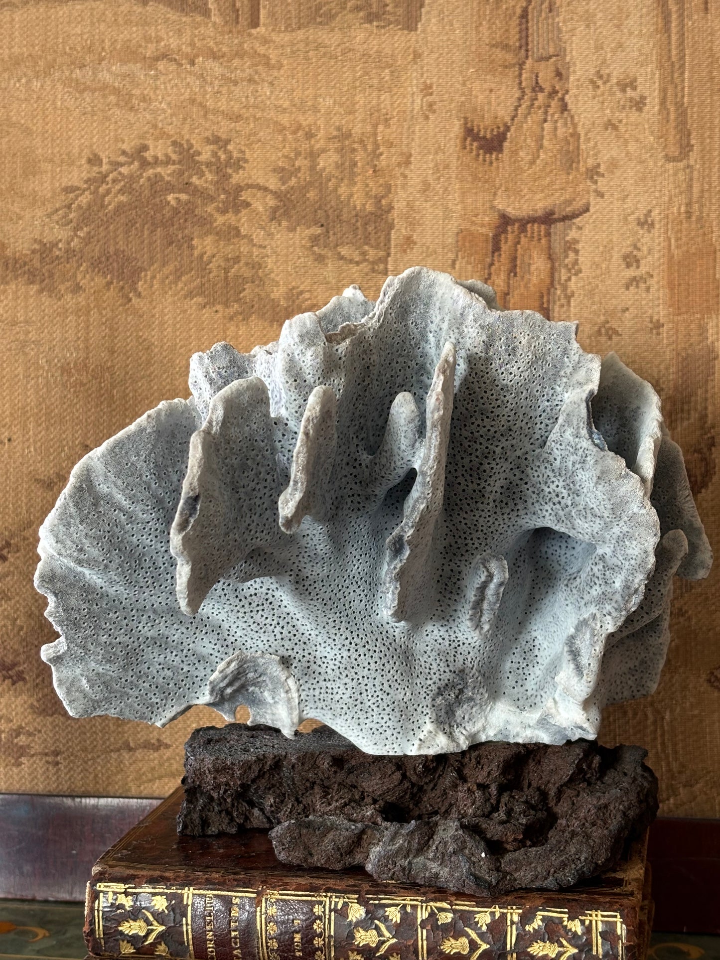 Large Natural Blue Coral on Lava Rock Basalt Base