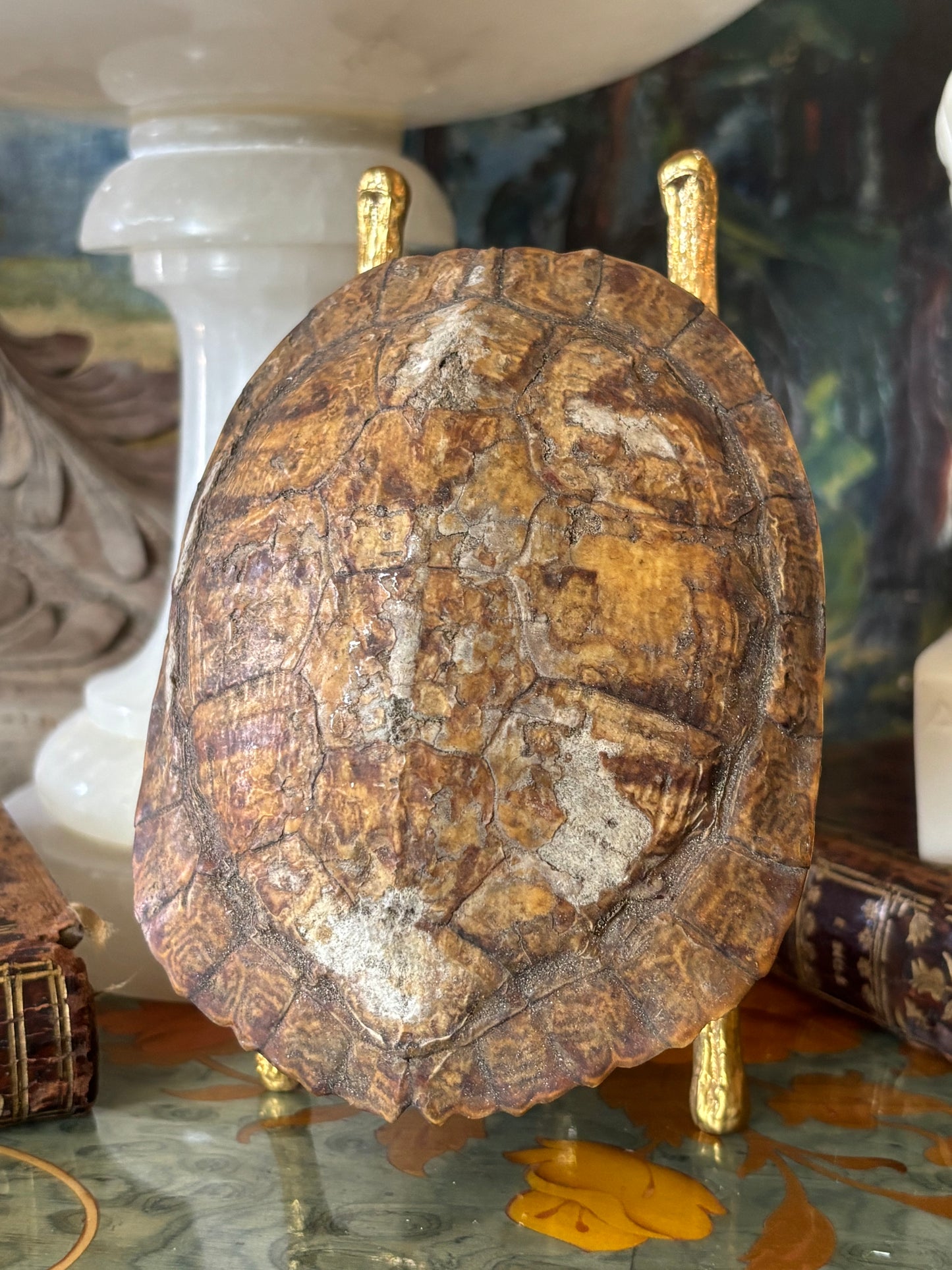 Early Real Tortoise Shell Specimen