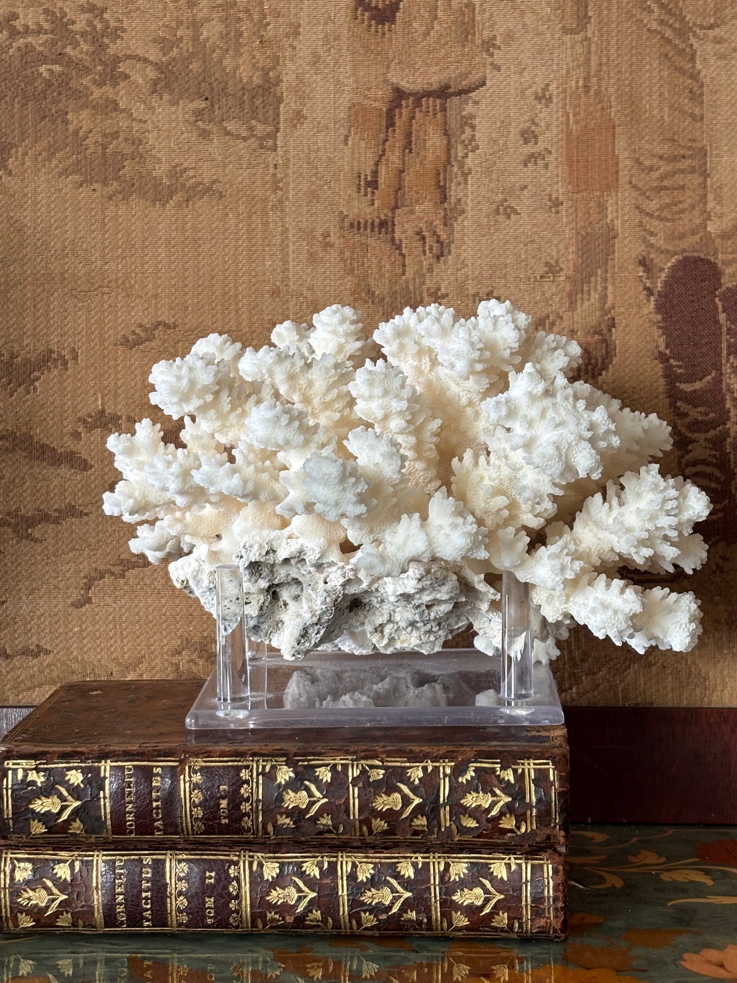 Natural White Coral on Acrylic Stand