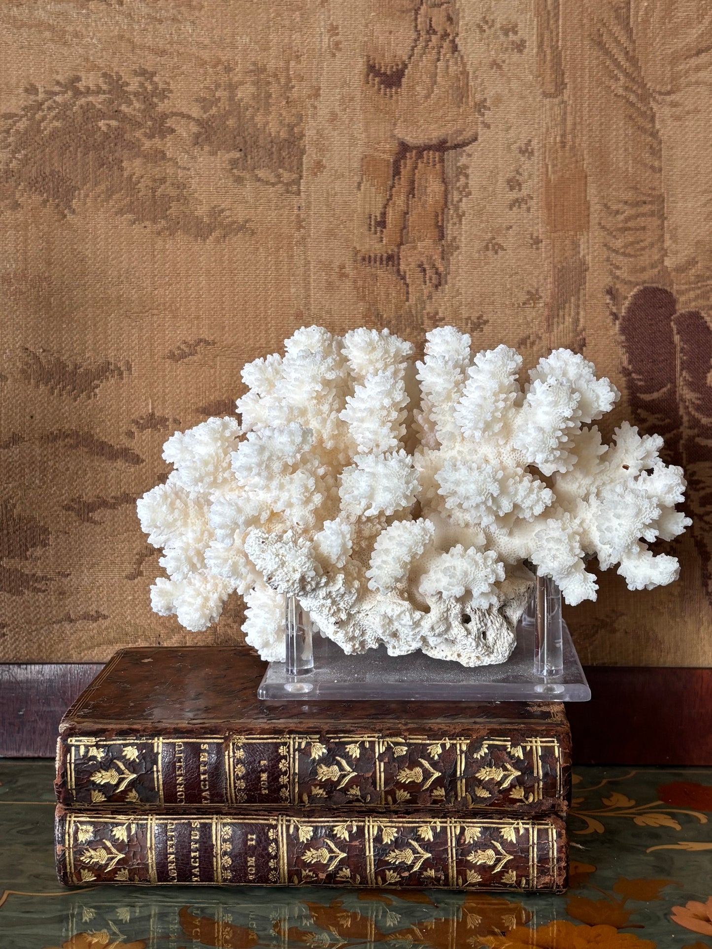 Natural White Coral on Acrylic Stand