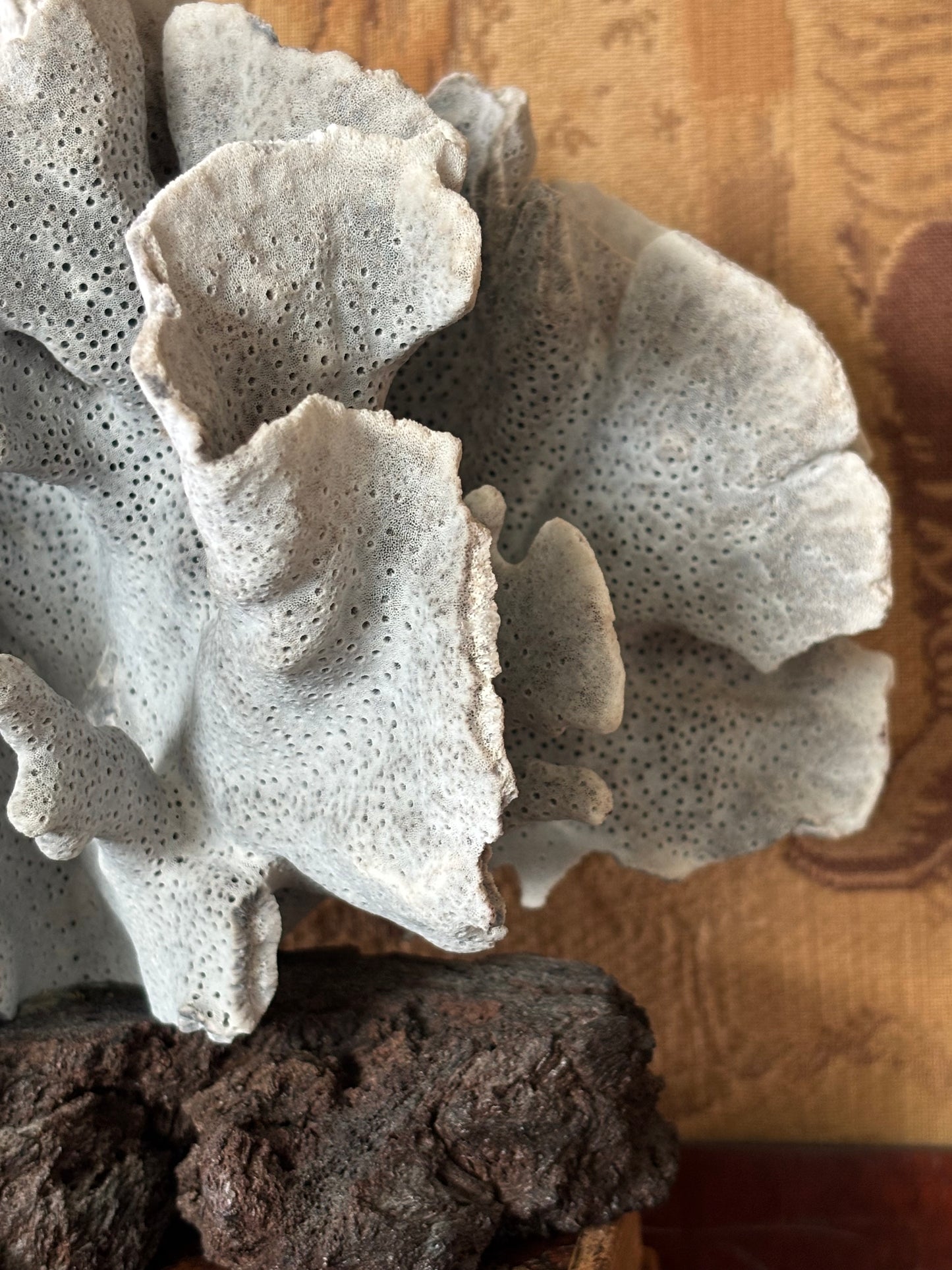 Large Natural Blue Coral on Lava Rock Basalt Base