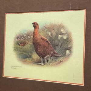 vintage bird print