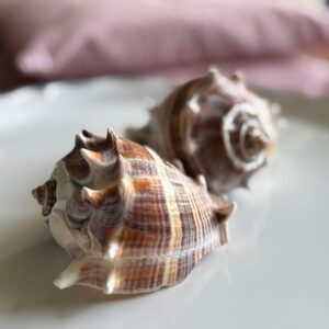 seashell